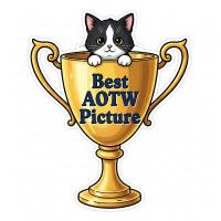 best aotw picture award 